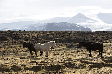 Image showing Herd of Icelandic horses in spring