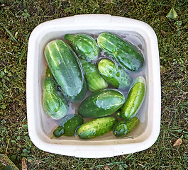 Image showing fresh ripe cucumbers