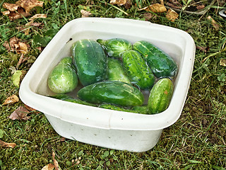 Image showing fresh ripe cucumbers