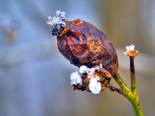 Image showing Frost