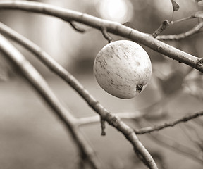 Image showing natural apple on a branch