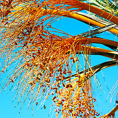 Image showing fruit in the sky morocco africa and plant