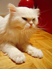 Image showing Persian Cat