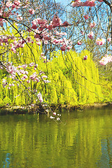 Image showing in london   park the pink   blossom flowers  