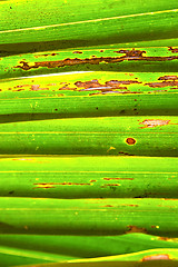 Image showing   leaf  abstract  thailand in the light    veins background  