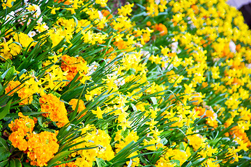 Image showing in  yellow flower field nature and spring