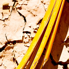 Image showing cracked sand in morocco africa desert abstract macro bark