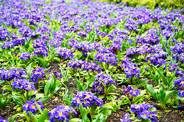 Image showing purple in london yellow   and spring