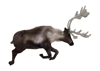 Image showing Caribou