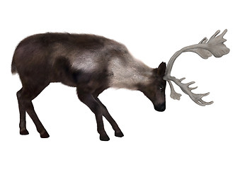 Image showing Caribou