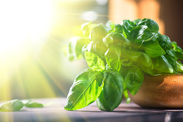 Image showing Fresh organic basil