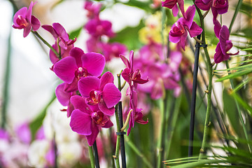 Image showing orchids 