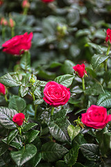 Image showing Beautiful red rose