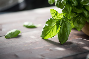 Image showing Fresh organic basil