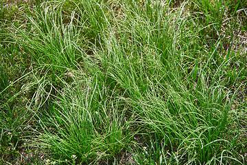 Image showing Grass