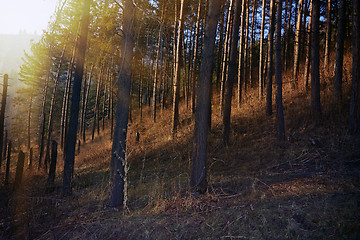 Image showing European forest