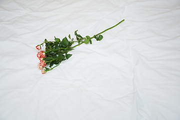 Image showing Rose on a bed