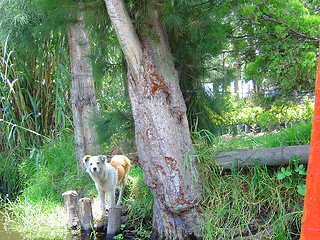 Image showing Dog near the river