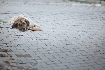 Image showing Undomesticated dog