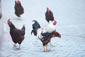 Image showing Roosters