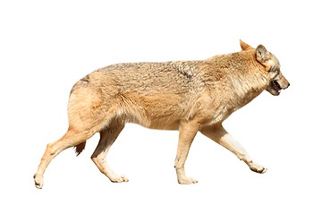 Image showing isolated eurasian wolf