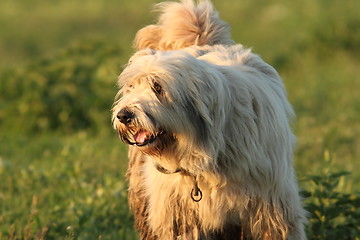 Image showing dirty fluffy romanian shepherd dog