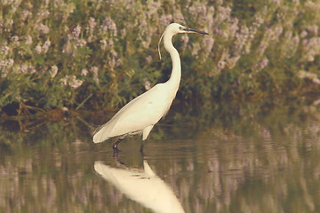 Image showing white heron hunting in shallow water