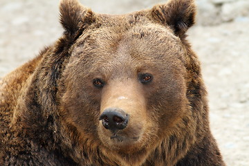 Image showing big brown bear portrait