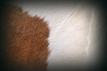 Image showing texture of pony fur 