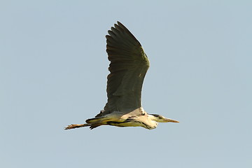 Image showing grey heron in flight over sky background 