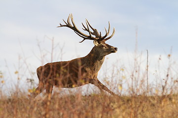 Image showing beautiful red deer stag on the run