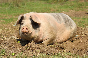 Image showing lazy sow laying down