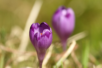 Image showing close up of wild spring crocus