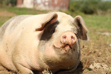 Image showing portrait of lazy sow