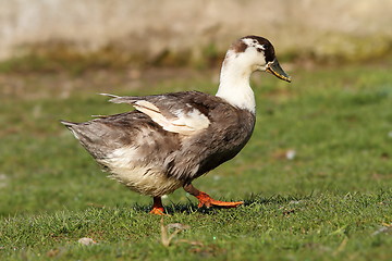 Image showing domestic duck on lawn