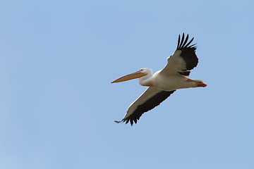 Image showing pelecanus onocrotalus in flight over blue sky