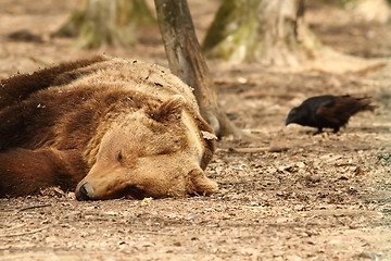 Image showing sleepy bear and rook