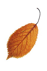 Image showing orange isolated cherry leaf