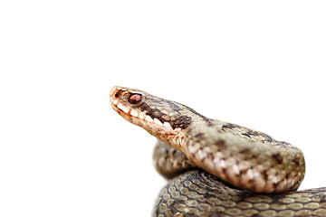 Image showing closeup of isolated common adder