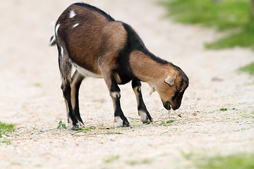 Image showing young goat eating grass on farm alley 