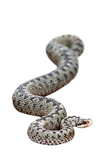 Image showing isolated beautiful female common adder