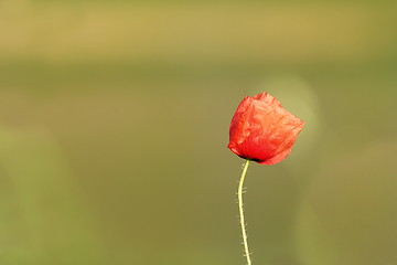 Image showing wild poppy flower over green background