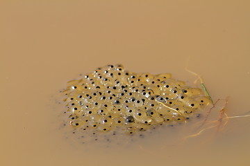 Image showing toad eggs in water