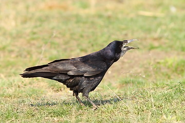 Image showing crow singing on lawn