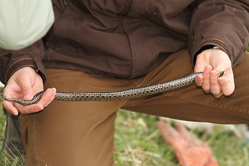 Image showing herpetologist holding meadow adder