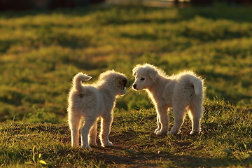 Image showing shepherd puppies playing in sunset light