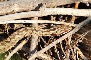 Image showing common adder basking on twigs