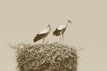 Image showing stork family on the nest