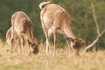 Image showing fallow deer family grazing on meadow