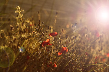 Image showing poppies in  dawn light